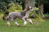CHIEN NU CHINOIS 226